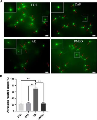 Quantitative phosphoproteomics analyses reveal the regulatory mechanisms related to frozen-thawed sperm capacitation and acrosome reaction in yak (Bos grunniens)